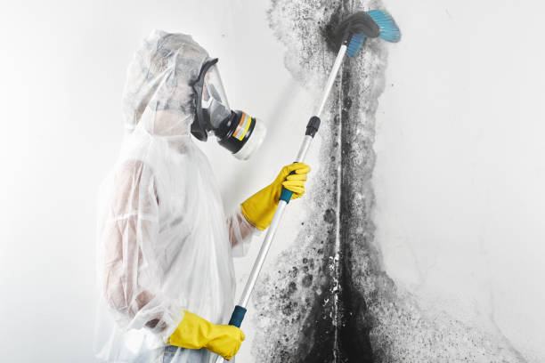 Best Real Estate Mold Inspection  in Hoisington, KS