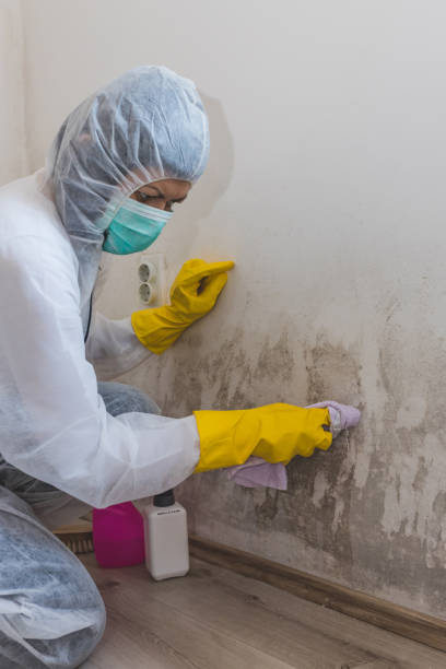Best Crawl Space Mold Remediation  in Hoisington, KS