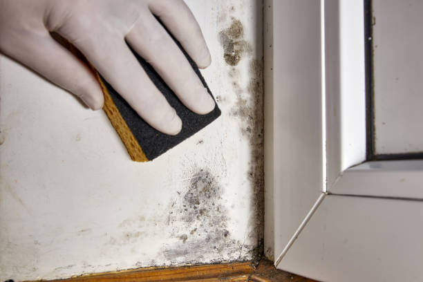 Best Attic Mold Removal  in Hoisington, KS