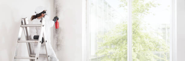 Best Mold Damage Restoration  in Hoisington, KS